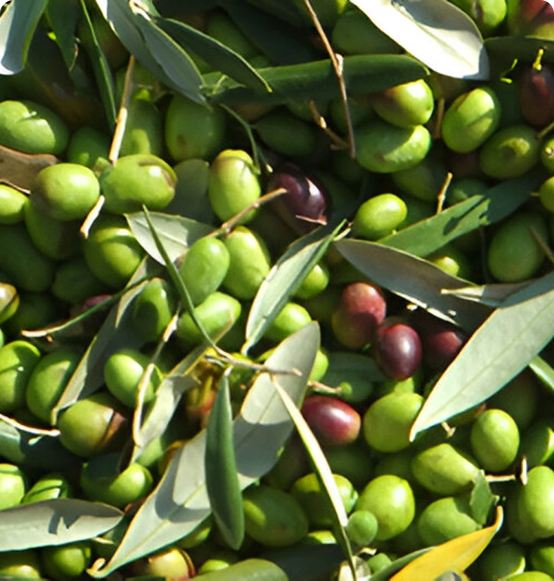 131887197 (1) Green and purple olives with leaves.