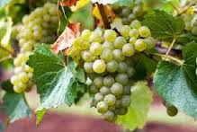 Green grapes hanging on the vine.