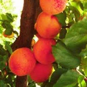 Ripe apricots hanging from a tree.