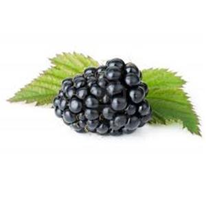 Blackberry with green leaves on white background.