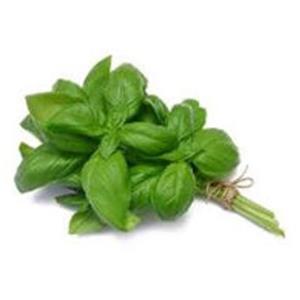 Bunch of fresh green basil leaves.