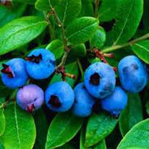Blueberries on a bush with green leaves.