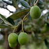 Green olives hanging from a tree branch.