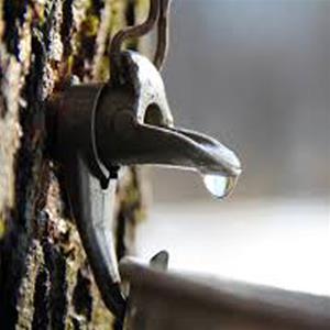 Tree sap dripping into metal bucket.