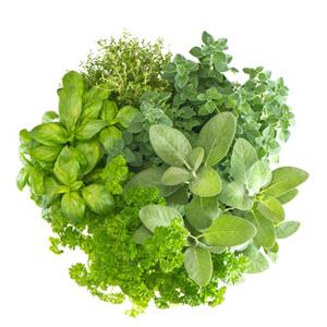 Fresh assorted herbs on white background.