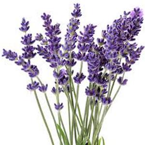 Purple lavender flowers with green stems.