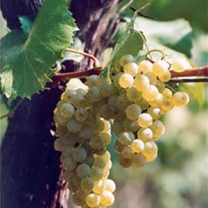 Cluster of green grapes on vine.
