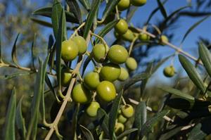 Green olives growing on a tree branch.