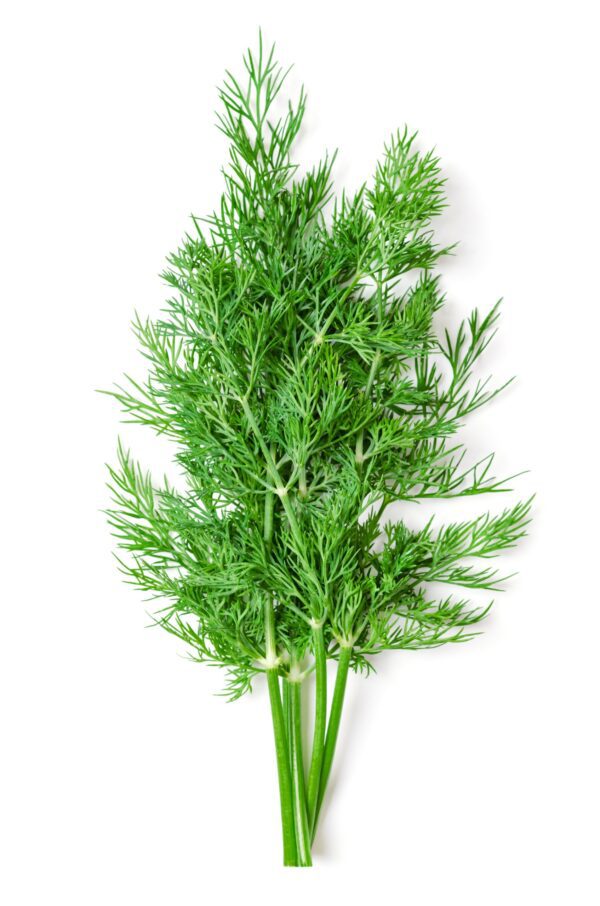 Wild Fernleaf Dill Olive Oil
